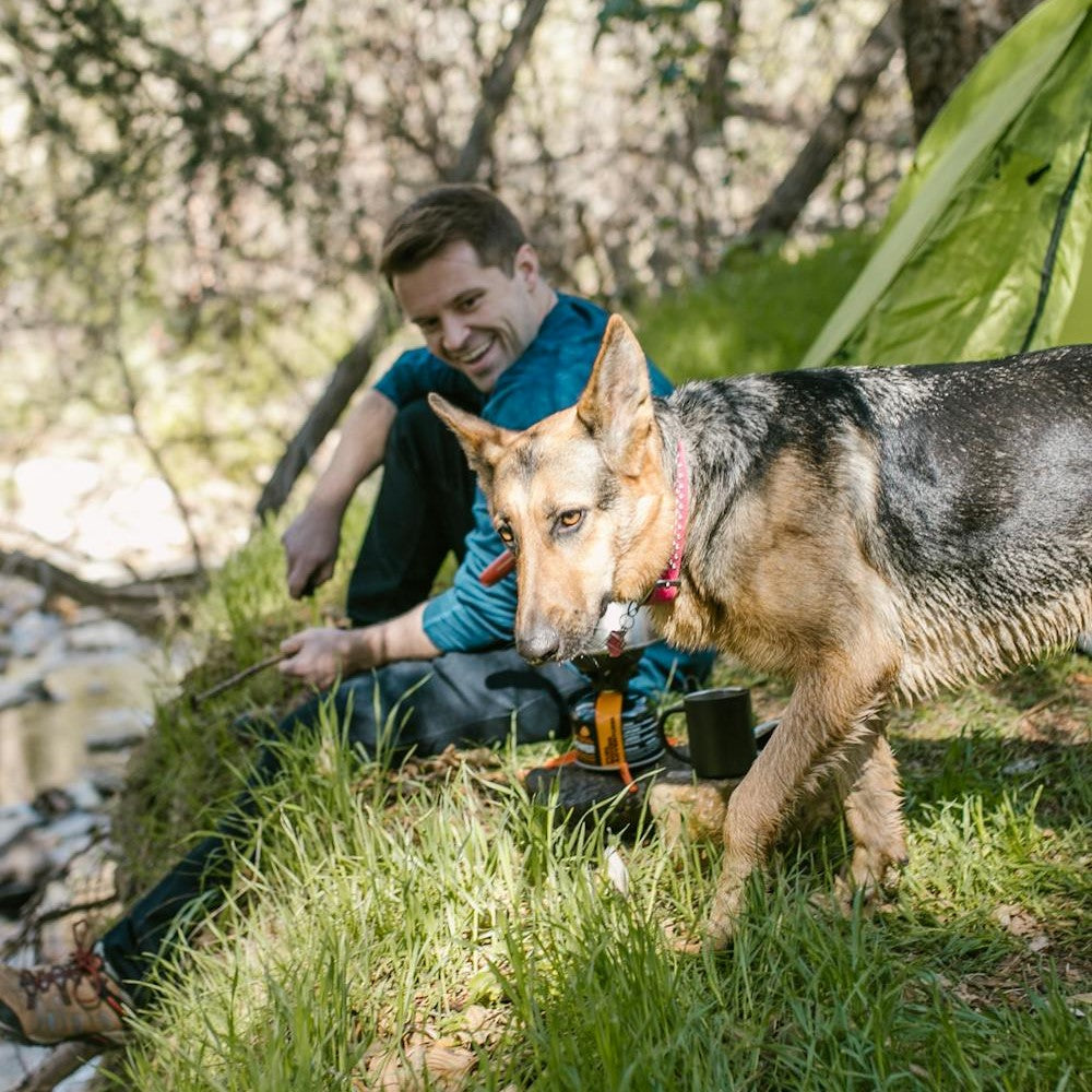 Camping with Your Dog: Tips for a Safe and Fun Outdoor Adventure